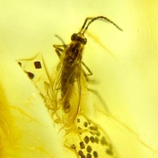 Baltic Amber Insect Inclusion and 4x Magnifying Case includes COA picture
