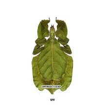 Phyllium pulchrifolium Female A1 picture