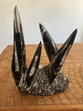 Black Fossil Orthoceras Large Unique Sculpture 20 Lb 15 Inches Tall picture