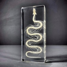 Small Snake Skeleton In Resin, Real Animal Skeletons, Enhydris chinensis picture