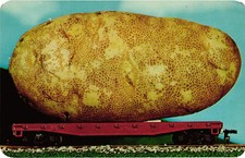 Vintage “We'll Grow Them Bigger” Idaho Potato Postcard Unposted picture