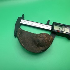Dolphin Earbone Fossil Venice Florida Cetacean Earbone Fossil picture