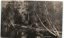 Vintage Postcard 1950 Lakeside Birches, near Wolfeboro, New Hampshire (NH) picture