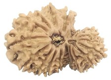 Rare 17 Mukhi Garbh Gauri Rudraksha - Nepal - 26.85 mm - IGL Certified picture