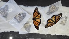 1 DANAUS PLEXIPPUS(MONARCH BUTTERFLY) UNMOUNTED picture