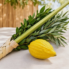 Kosher Lulav and esrog set with Aravos (Willow), Hadassim (Myrtle) with holder picture