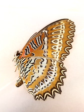 Unmounted Butterfly / Nymphalidae - Cethosia biblis biblis, FEMALE picture