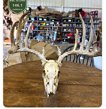 Nice 16 point 146”+ whitetail deadhead picture