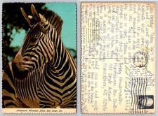 Vintage 1982 Hartmann's Mountain Zebra San Diego Zoo Postcard Wildlife Photo picture