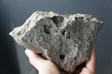 Large Cabinet Herkimer Diamonds In Matrix Herkimer, NY Diamond Mineral Crystals picture