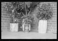 Photo:Shenandoah Valley VA 1941 Amoco Oil Can Flower Pots Homesteads picture