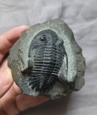 Great Hollardops Trilobite Fossil Arthropod From The Devonian of Morocco picture