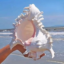 Large White Murex Ramosus Natural Conch Seashell Rare Real Aquarium 7