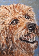 Original  ACEO  Acrylic Art  Dog Golden Shaggy Happy Face Portrait Smile picture