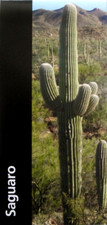 Saguaro National Park National Park Service Arizona Unigrid Brochure Map picture
