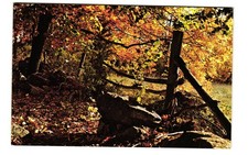 Autumn in New England Sharon Massachusetts vintage postcard unposted picture