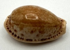 Naria spurca verdensium Cowrie Shell 25.88mm Rich Caramel Brown Color picture