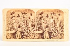 1895 Underwood Stereoview Photo - Cotton is King - Plantation Scene Georgia V20 picture