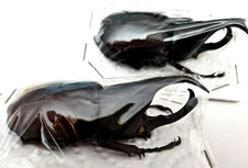 Xylotrupes gideon-