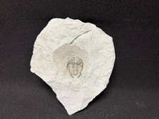 Trilobite-Ultra Rare Waldron Shale Dalmanites halli from Indiana-Fossils Crinoid picture