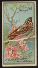 1888 Allen & Ginter Birds of America Whip-poor-Will picture