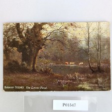 Burnham Beeches The Lower Pond Buckinghamshire England 1908 Postcard UK picture
