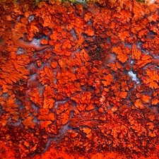 2 Rare Sonoran Plume Agates Bright Red Pumes Old Stock Mexico Lapidary Slabs picture