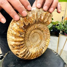 5.31LB Rare Large Natural Polished Natural Conch Fossil Specimens of Madagascar picture