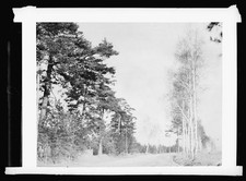 Photo:Poland 1920s Forest Road Landscape Print picture
