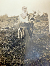 1930s Handsome Man Carrying a Cow with Gun Snapshot Photo antique picture