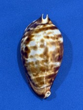 Cypraea Zoila Friendii Friendii 75.3mm Busselton Blue picture