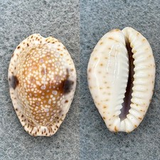Cypraea (Naria) nebrites 26.6mm F++ Red Sea picture