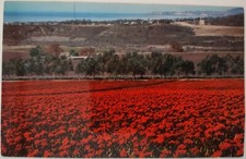 Vintage Postcard Poinsettia Plantation San Clemente California AA30 picture