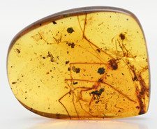 Scarce Phasmatodea (Walking Stick), Fossil Inclusion in Burmese Amber picture