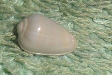 Special Collection Sale BL RFM 86068 Marginella fischeri 10.8mm  F+ Philippines, picture