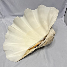 NATURAL REAL GIANT CLAM SHELL. SEA SHELL. LARGE 13x9x4.5 Rare See Pics picture