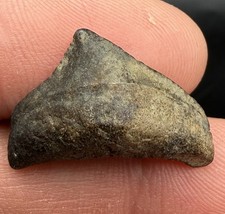 RARE BABY MEGALODON SHARK TOOTH 0.87” Peace River Florida picture