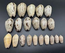 Vintage Angled Olive Shells Growth Series Collected 1975 Matanchen Bay Mexico picture