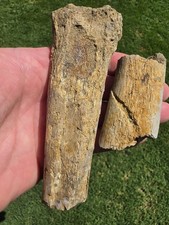 Freshly Eroded Massive Tylosaurus Rex Rib Bones TX Ozan Fossil Mosasaur  picture