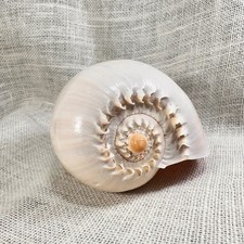 Large Natural Melo Melo Baler Shell Coastal Nautical Beach Home Décor  7.5 Inch picture