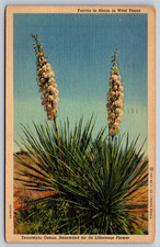 Vintage Postcard Yuccas In Bloom In West Texas picture