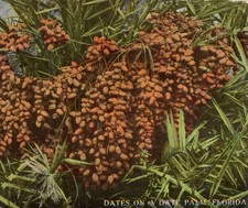 Vintage Dates on a Date Palm Florida Postcard 1913 Posted picture