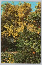 1967 Descanso Gardens La Canada CA Acacia Orange Tree Pansies Vintage Postcard picture