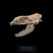 Leopard Seal Skull Replica – Life-Sized Museum-Quality Marine Mammal Skull picture