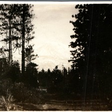 c1910s Mt Shasta CA RPPC Pine Forest View From Fowlers Ranch Mountain Postcard picture
