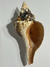 12.5” Large Florida Horse Conch Shell Natural Triplofusus Giganteus State Shell picture