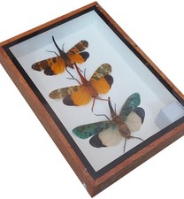Real 3 Pyrops Sp Lanternfly Insect Taxidermy  In Wooden Box Display picture