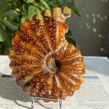 245g Top Natural Horn Screw Fossil Ammonite Conch Crystal Specimen Healing picture