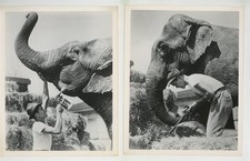 Elephant, Zoo Keeper 2 Photo Set 1951 Humane Animal Care 8x10 Vintage J15479 picture
