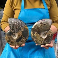 2pcs 3.56LB Natural Beautiful Ammonite Fossil Conch Crystal Specimen Healing picture